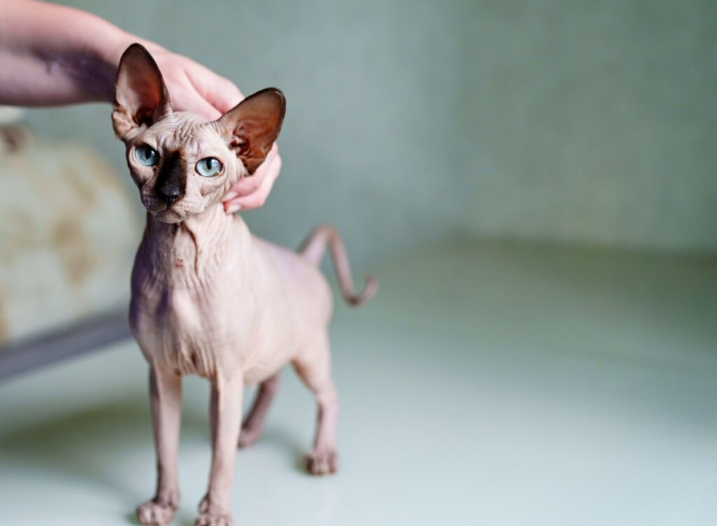 Eine haarlose Sphynx-Katze mit blauen Augen wird gestreichelt - eine beliebte hypoallergene Katzenrasse für Allergiker