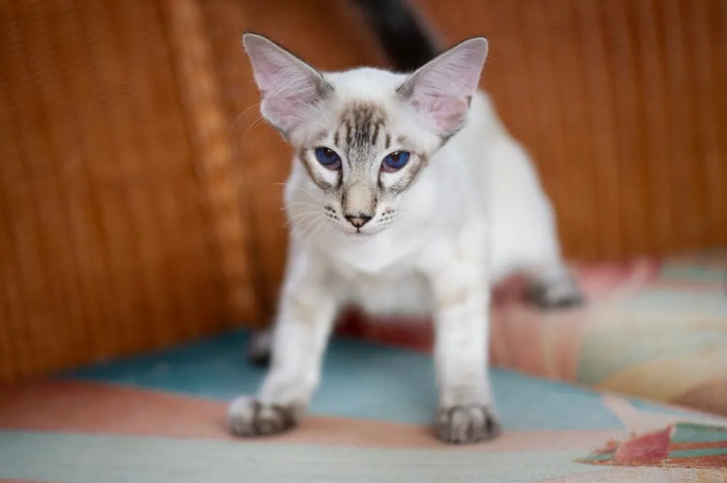 Balinesenkatze mit hellbraunem Fell und blauen Augen auf Baumstamm, gehört zu den hypoallergenen Katzenrassen