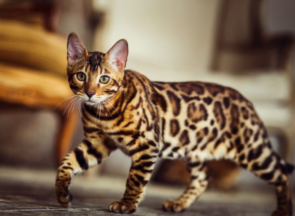 Bengal-Katze mit markanten Flecken auf goldbraunem Fell - eine der hypoallergenen Katzenrassen für Allergiker