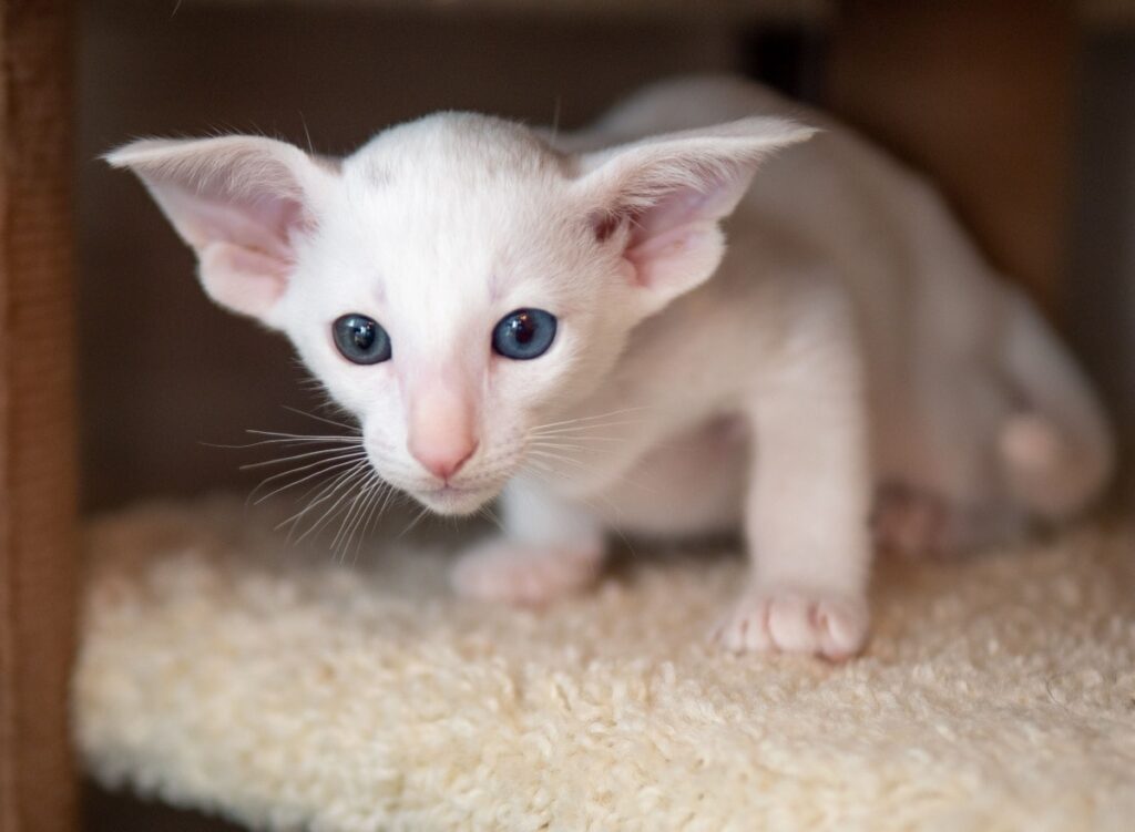 Weißes Cornish Rex Kätzchen mit blauen Augen, eine der besten hypoallergenen Katzenrassen für Allergiker