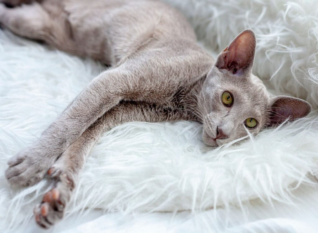 Graue Orientalisch Kurzhaar Katze mit großen Ohren und gelben Augen auf weißer Decke, eine hypoallergene Option für Allergiker