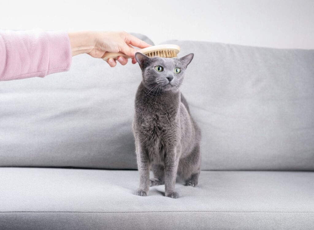 Eine Russisch Blau Katze wird sanft gebürstet – diese Rasse gilt als hypoallergene Option für Katzenliebhaber mit Allergien