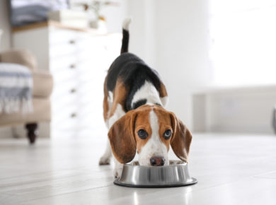 Beagle Welpe frisst Futter aus einem Napf