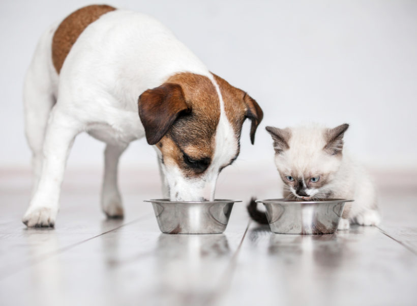 Ernährung Hund und Katze fressen Futter