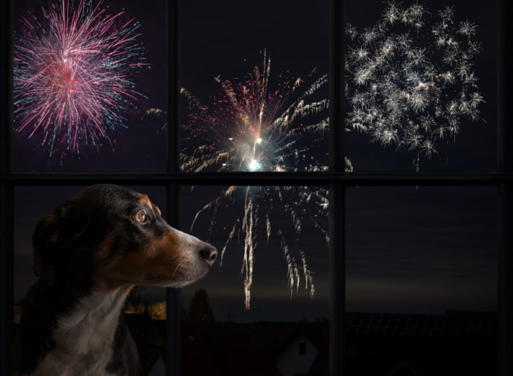 Hund Feuerwerk