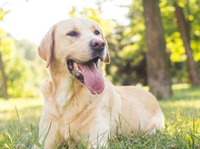 Manche Hunde haben Mundgeruch /
