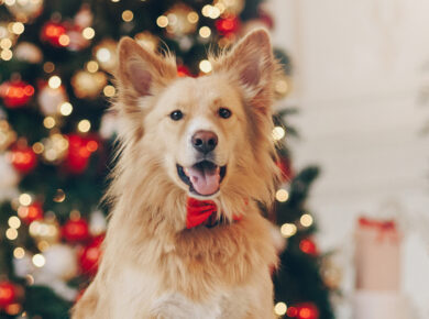 Hund sitzt vor Weihnachtsbaum