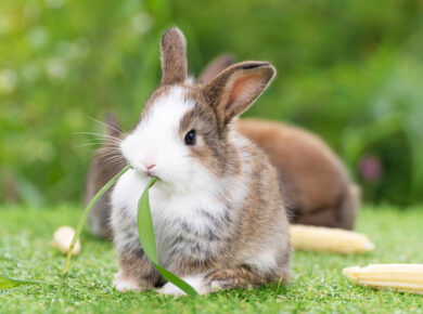 Kaninchen gehören zu den beliebtesten Tierarten und bereiten ihren Menschen sehr viel Freude. Doch aufgepasst: Die Nager leiden schnell unter Krankheiten, die gefährlich werden können. Deshalb sollten Halter immer genau hinschauen.