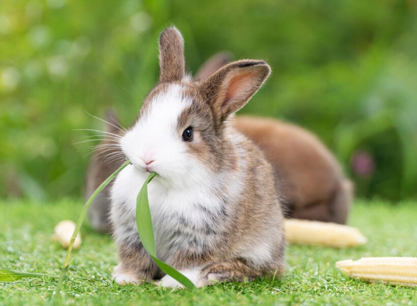 Kaninchen gehören zu den beliebtesten Tierarten und bereiten ihren Menschen sehr viel Freude. Doch aufgepasst: Die Nager leiden schnell unter Krankheiten, die gefährlich werden können. Deshalb sollten Halter immer genau hinschauen.