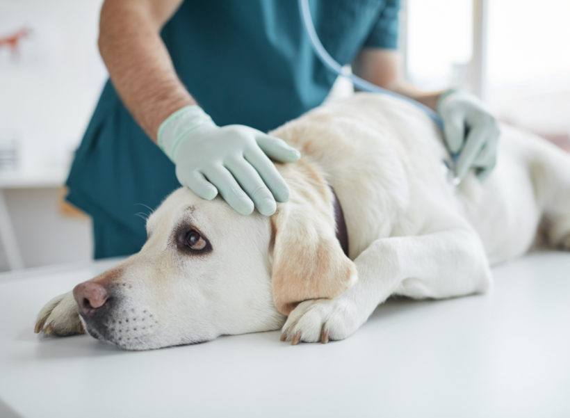 Tierarzt untersucht Labrador