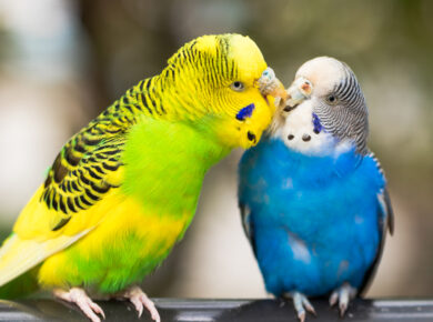 Wellensittich: Die farbenfrohen Vögel eignen sich als Haustiere