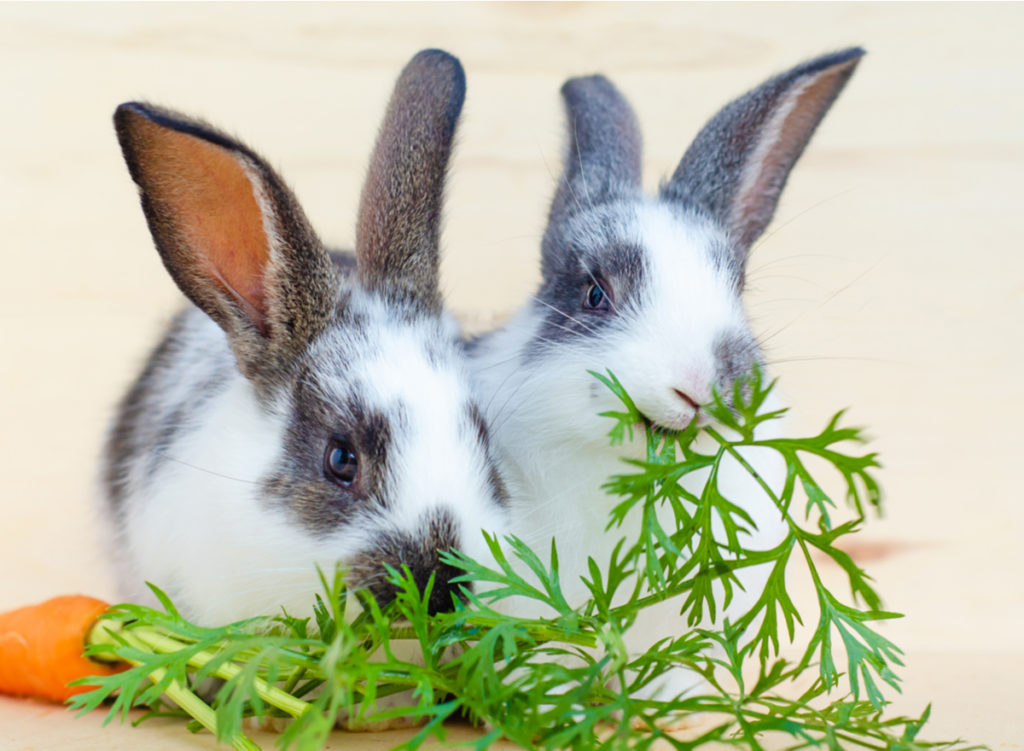Zwei Kaninchen fressen frische Karotten