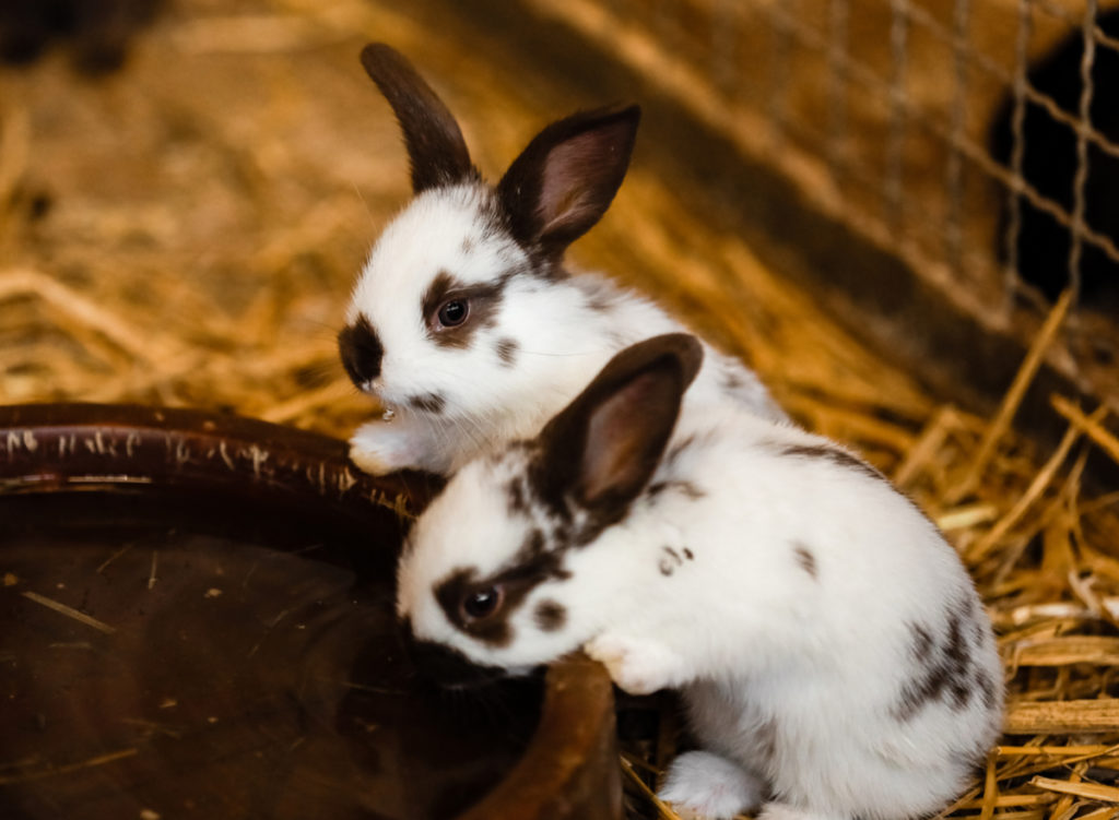 Zwei weiße Kaninchen trinken Wasser
