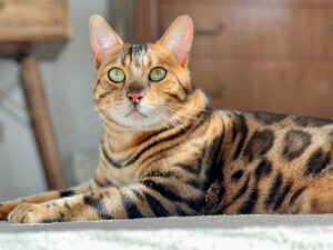 Viele Katzenfans wollen gerne eine Bengal Katze kaufen