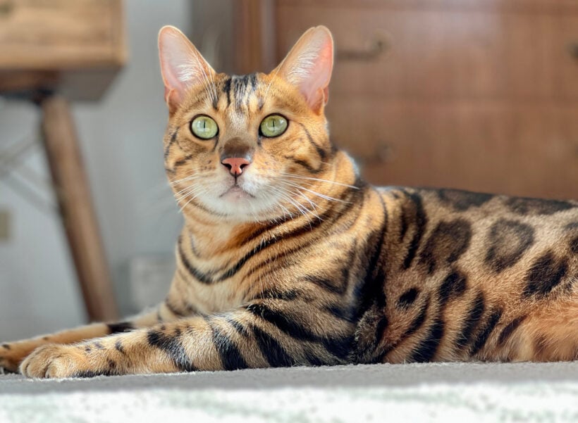 Viele Katzenfans wollen gerne eine Bengal Katze kaufen
