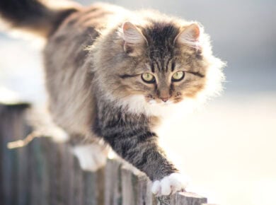 CBD für die Katze