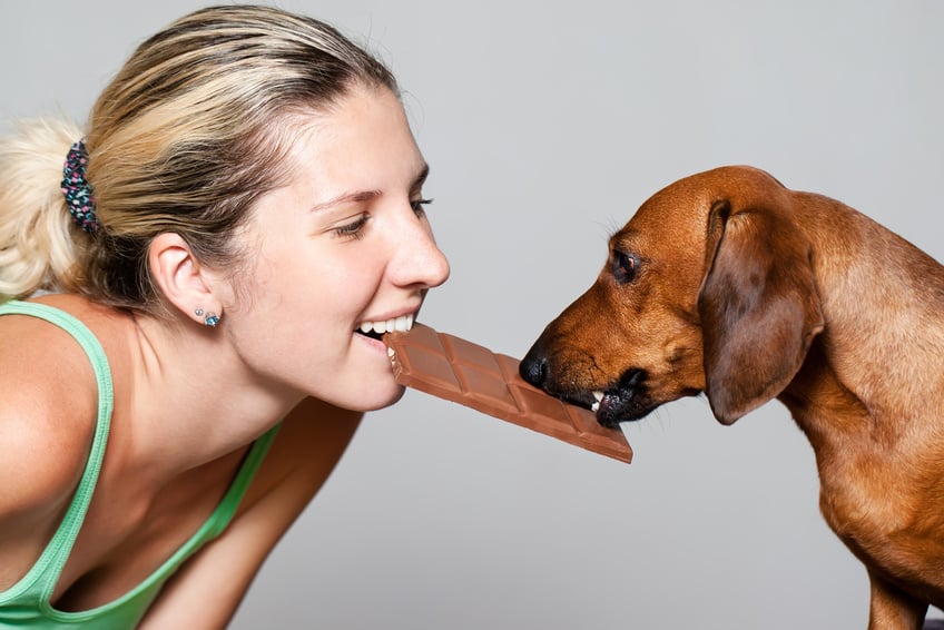 Frau und Hund kämpfen um Schokolade