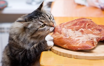 Katze versucht ein großes Stück Fleisch in der Küche zu fressen