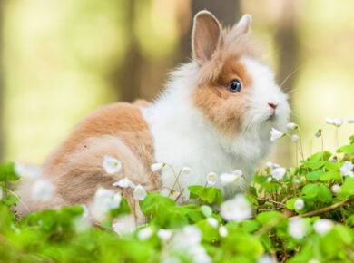 Wie lange leben Zwergkaninchen? Ein umfassender Ratgeber zur Lebenserwartung von ZwergkaninchenWie lange leben Zwergkaninchen? Ein umfassender Ratgeber zur Lebenserwartung von Zwergkaninchen